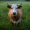 Animale